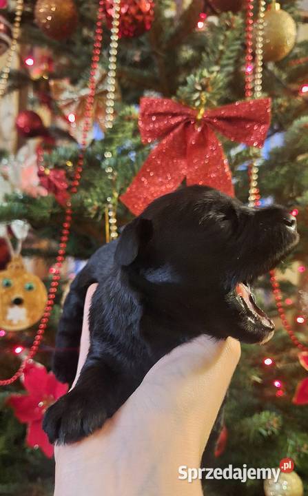 Cudny sznaucerek miniaturowy szczeniaczki czarne mazowieckie sprzedam