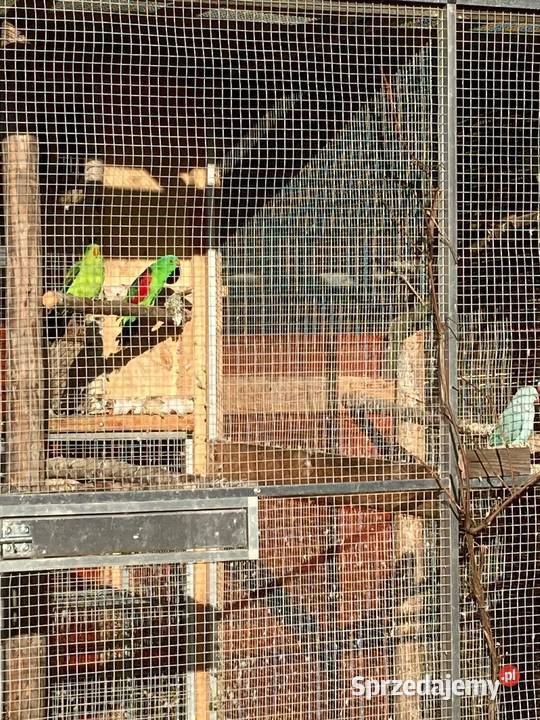 Papugi aleksandretty obroźne obrożne aleksy