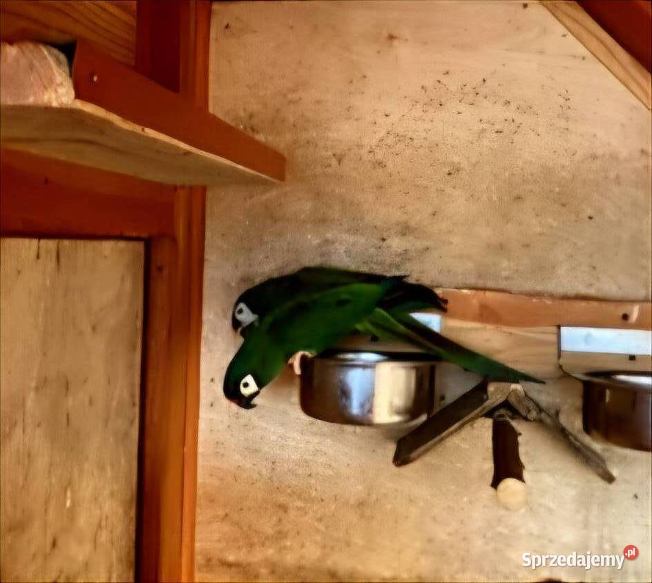 Amazonka OratrixAra Marakana pary para