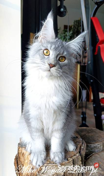 Czarny srebrzysty tikowany Maine Coon hodowlany Gdańsk