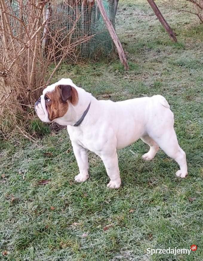 Buldog angielski fci Bodzentyn