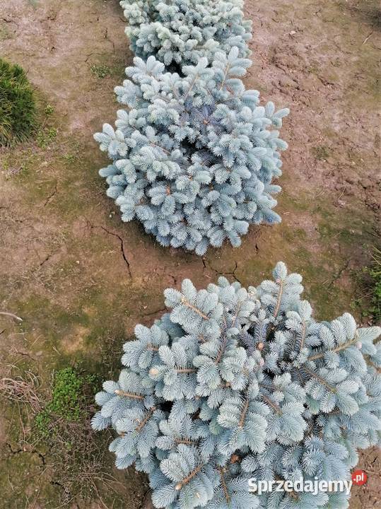 Świerk kłujący Glauka Globosa Średnica 80100 Skała sprzedam