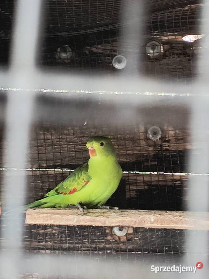 Papuga czerwonoskrzydła Czerwionka-Leszczyny