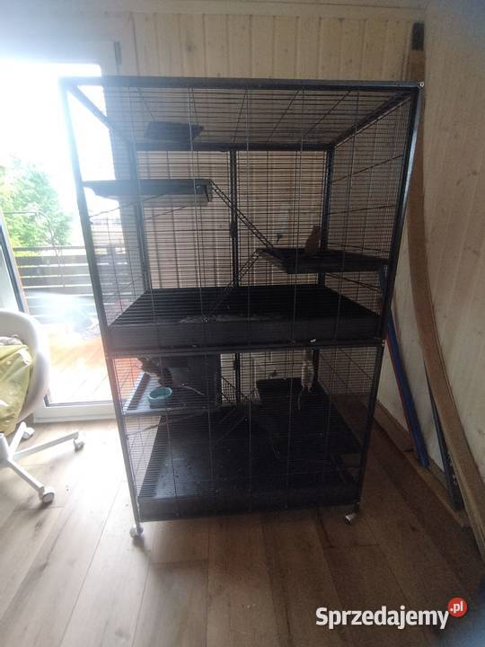 duża klatka i 3 samiczki szczura