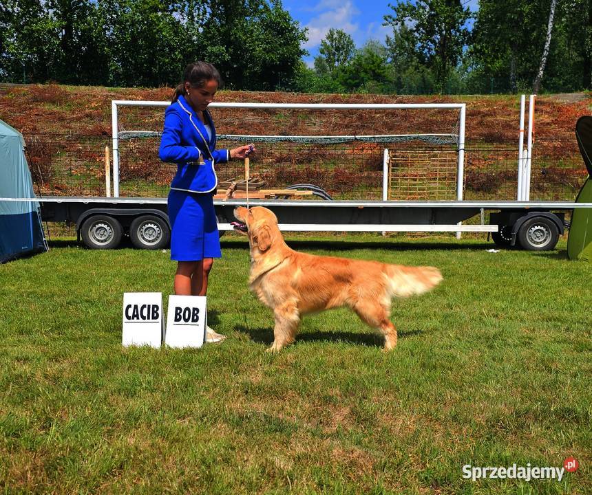 GOLDEN RETRIEVERzłote championach typ Golden Retriever dolnośląskie Wrocław