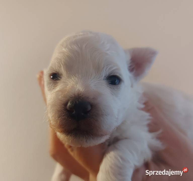 Bichon frise Fci Toszek