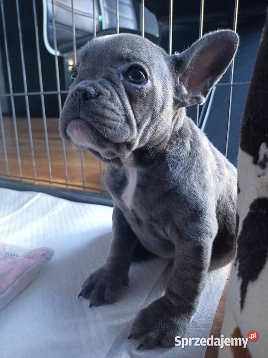 Buldogi francuskie suczka blue niebieska