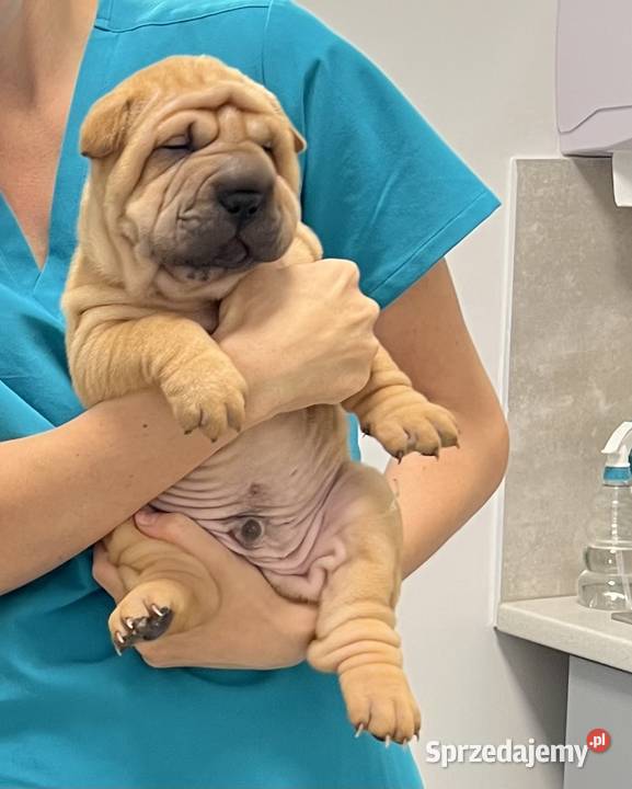 Szczenięta rasy shar pei Rębiechowo