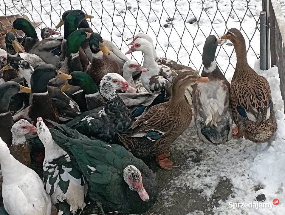 ŻYWE Kaczory Kaczki sporo sztuk MIX Do UbojuChów Golasowice