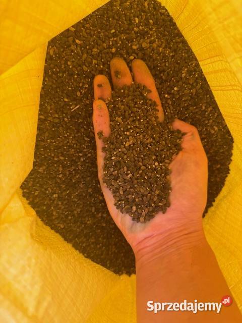 Sprzedam nasiona ogórecznika ogórecznik