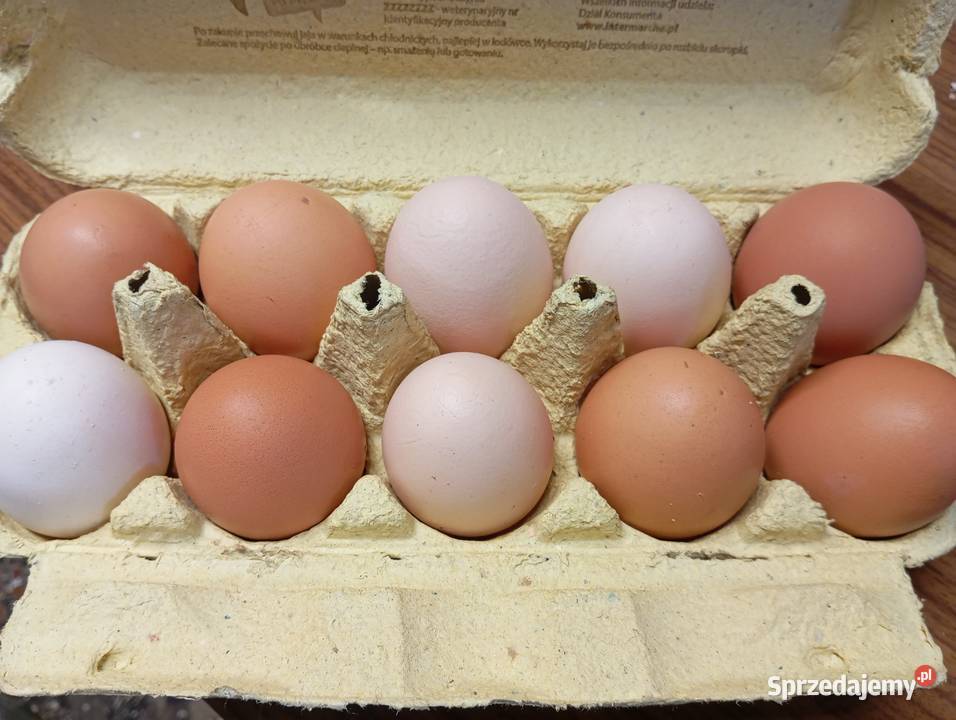 Jajka swojskie łódzkie Pajęczno sprzedam