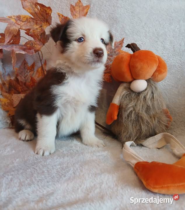Border collie czekoladowo białe Toruń sprzedam