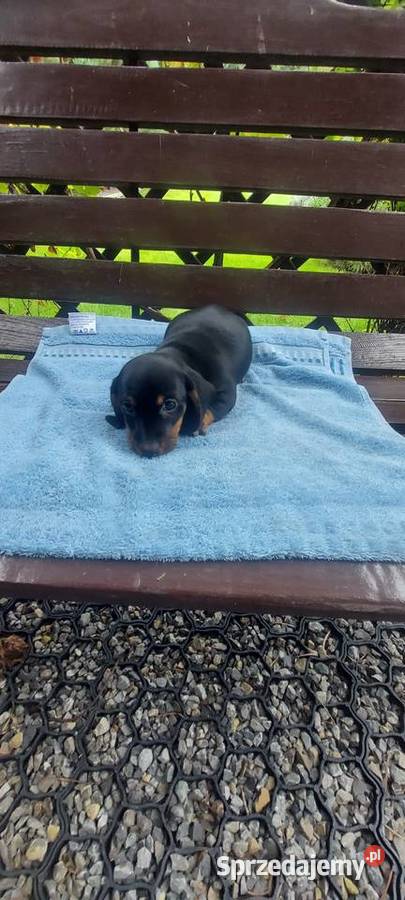 Jamnik miniaturowy szczeniaki Jamnik Tarnów sprzedam