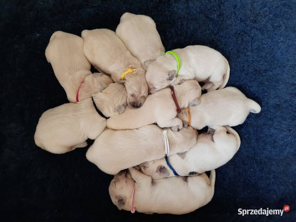 Golden Retriever ZKwP FCI REPRODUKTOR podkarpackie Tarnobrzeg sprzedam