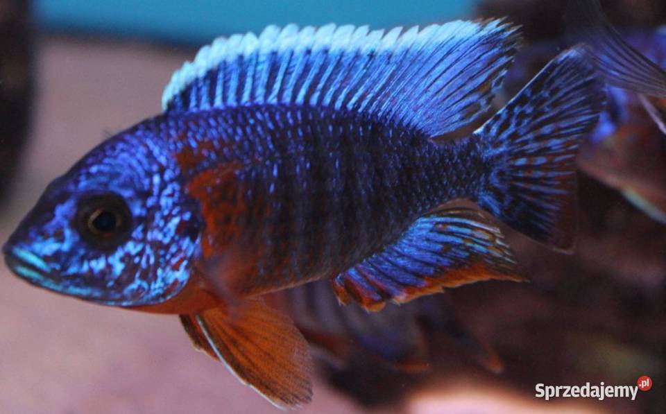 Aulonocara hansbaenschi RED FLUSH WYSYŁKA NA Gdańsk sprzedam