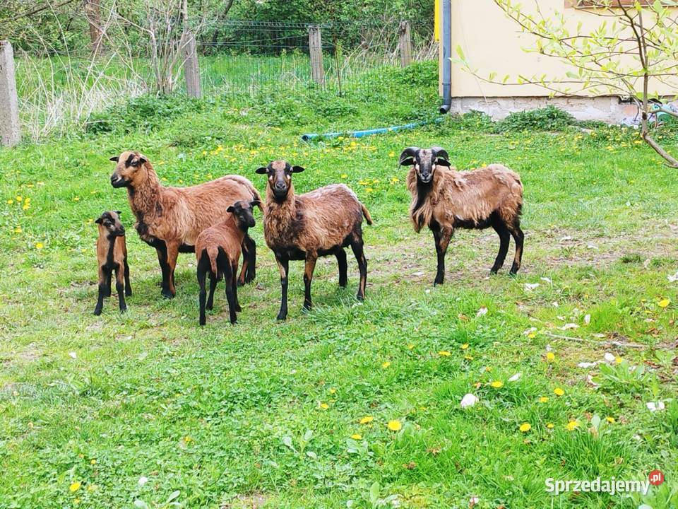 Owce kameruńskie tryk małe z matką Giełda zwierząt Sterkowiec