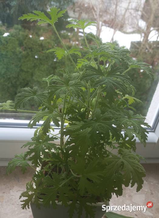 Kwiat doniczkowy Geranium Kompozycje kwiatowe wielkopolskie Poznań