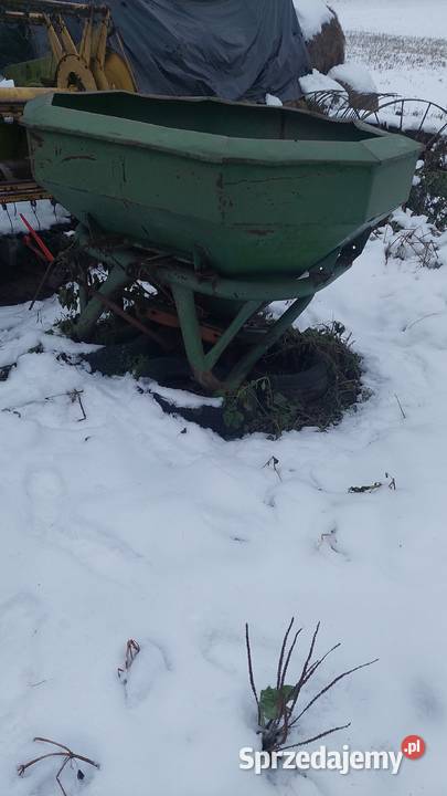 Rozsiewcz amazone Gętomie