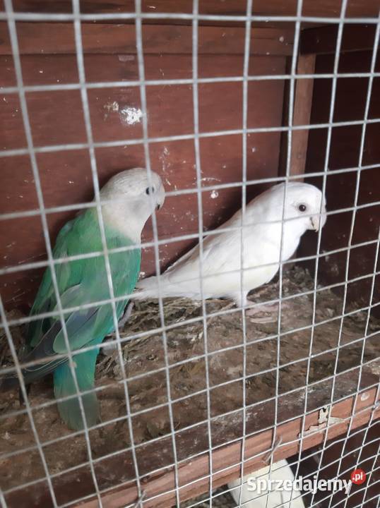 Papugi nierozłączki Jędrzejów