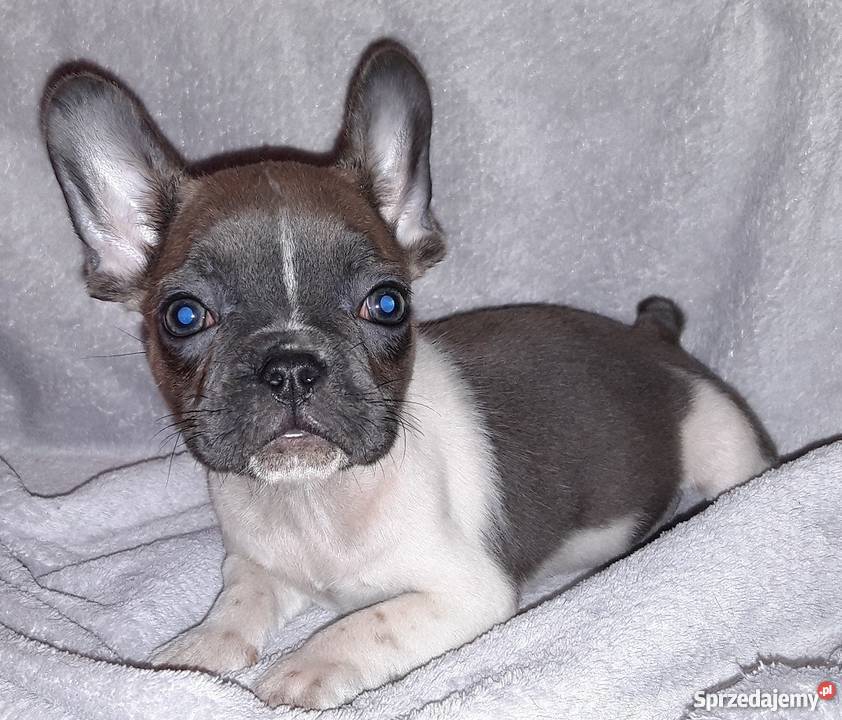 Buldog Francuski śliczna suczka Koza