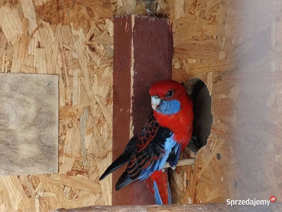 Rozella królewska samiec wielkopolskie Lubiechowo sprzedam