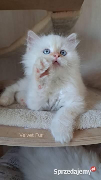 Kocur neva masquerade kot syberyjski opolskie Chrząstowice