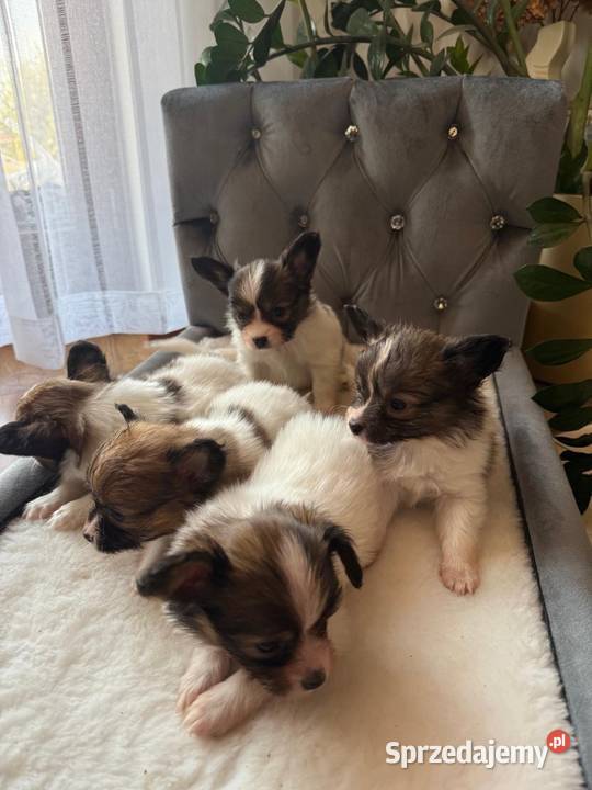 Papillon szczeniak Spaniel kontynentalny śląskie Dudki sprzedam