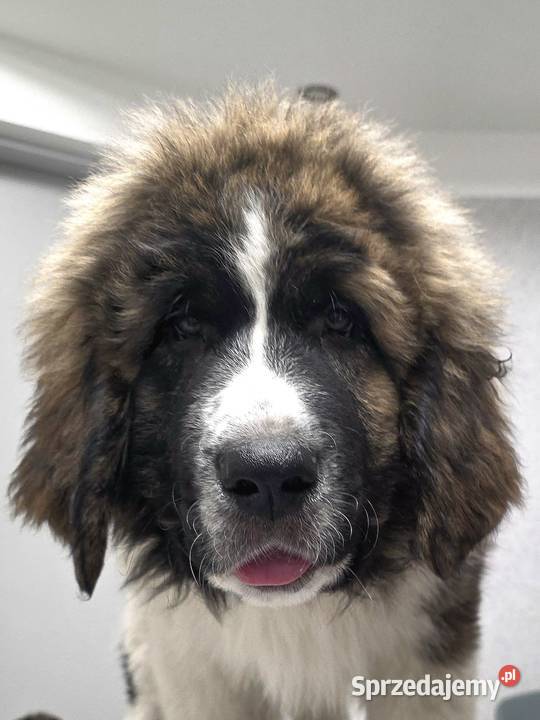 MASTIF PIRENEJSKI ZKWP FCI GOTOWY DO ODBIORU wielkopolskie Arentowo sprzedam