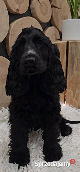Cocker spaniel Jasienie