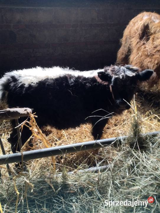 Sprzedam bydło szkockie Jabłoń