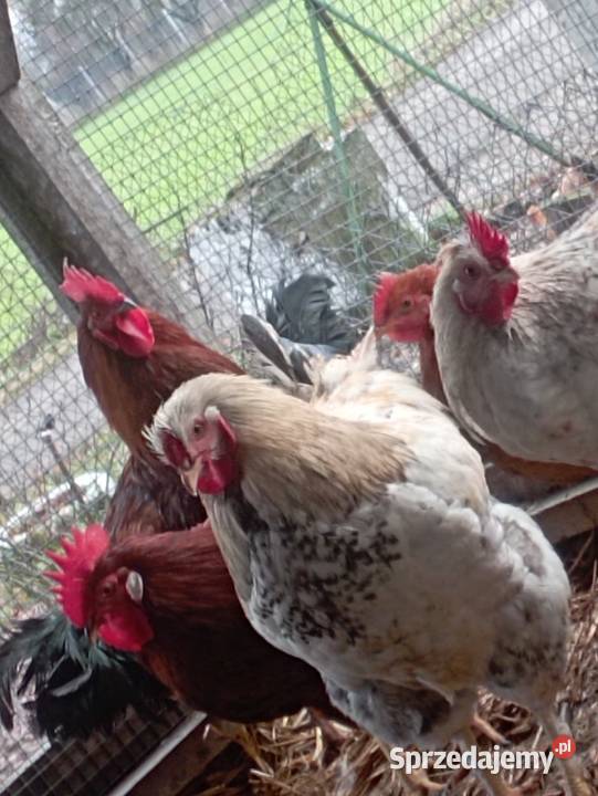 Sprzedam koguty sprzedam