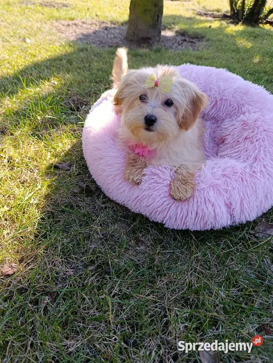 Suczka Maltipoo Szczaworyż