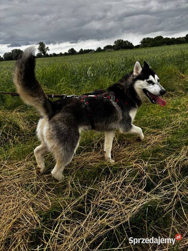 Syberiany husky mlode Reda