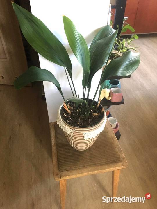 Aspidistra Warszawa
