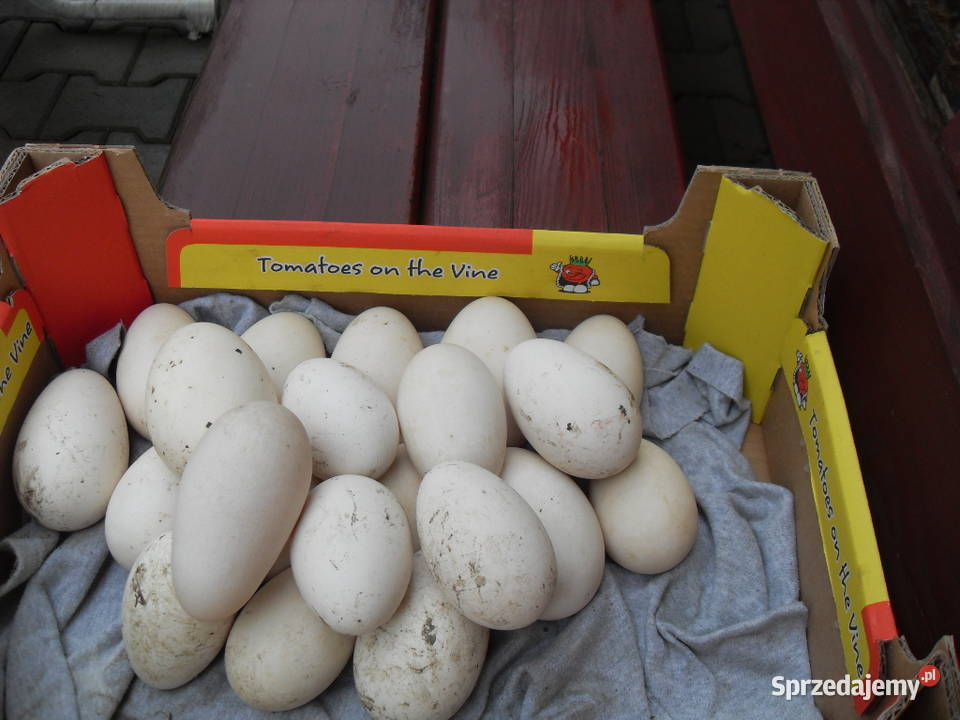 Sprzedam jaja legowe gesi gsrbanosy Nowy Sącz sprzedam