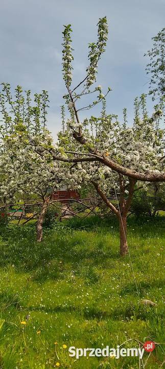 Sprzedam prawo do dzierżawy działki ROD w Relax Białystok