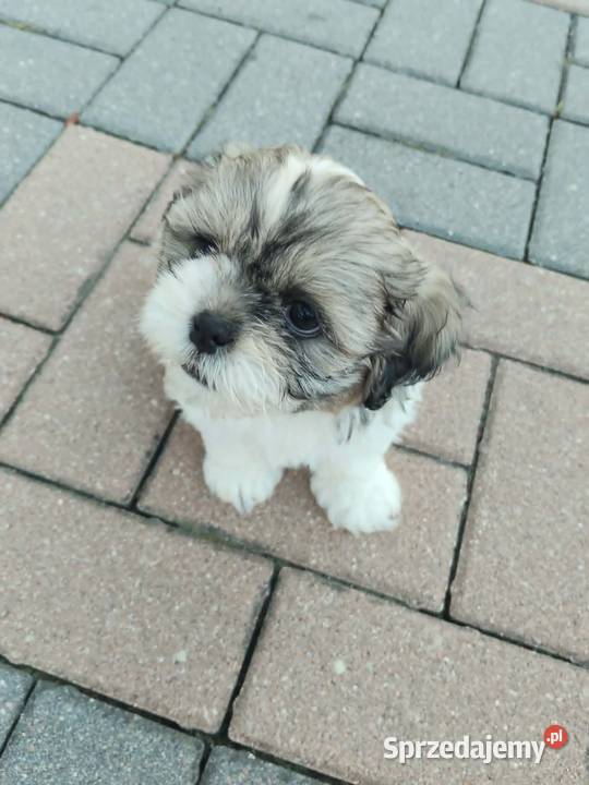 Śliczny Piesek Shih Tzu