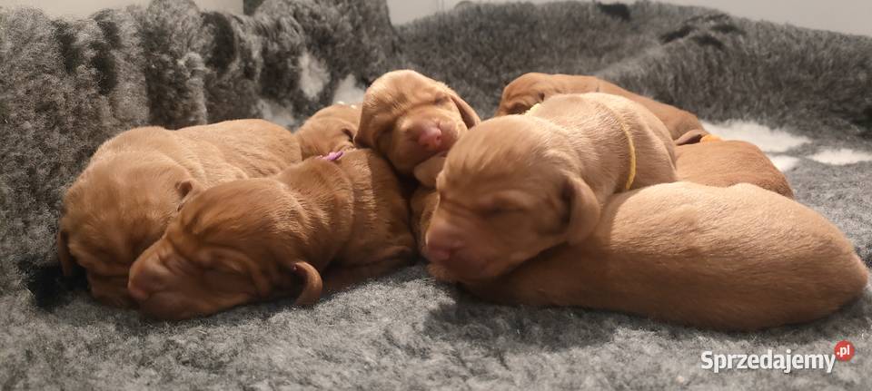 Wyżeł Węgierski krótkowłosy szczeniak z Kraków