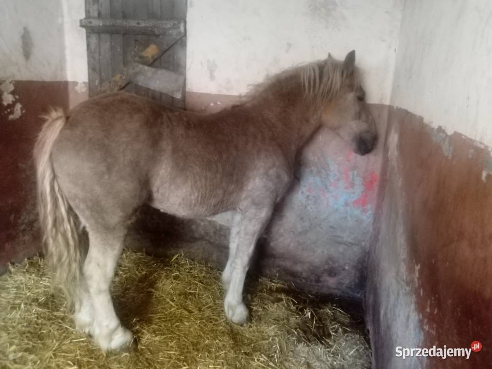 Klacz zimnokrwista 3letnia świętokrzyskie Piórków