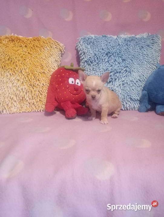 Chihuahua mini piesek morelowy Opole sprzedam