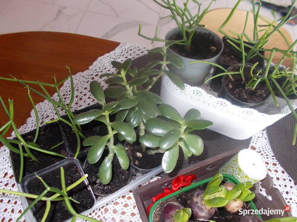 Patyczak Euphorbia Tirucallidrzewko szczęscia łódzkie Tomaszów Mazowiecki