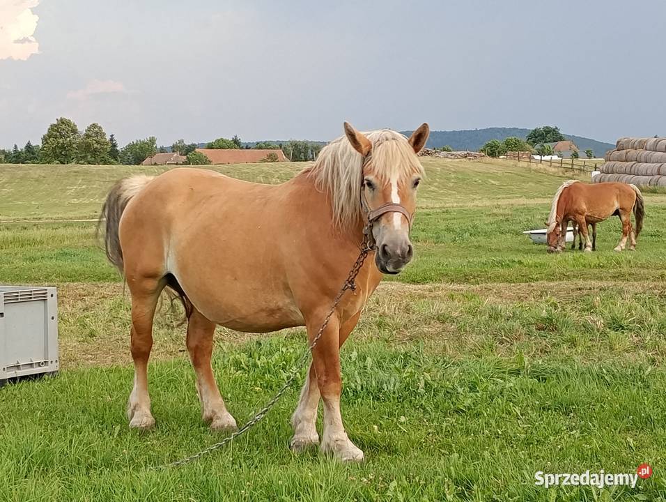 Klacz zimnokrwista źrebica Ząbkowice Śląskie