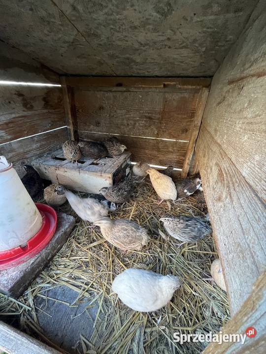 Jaja lęgowe i konsumpcyjne przepiórek Dębowo