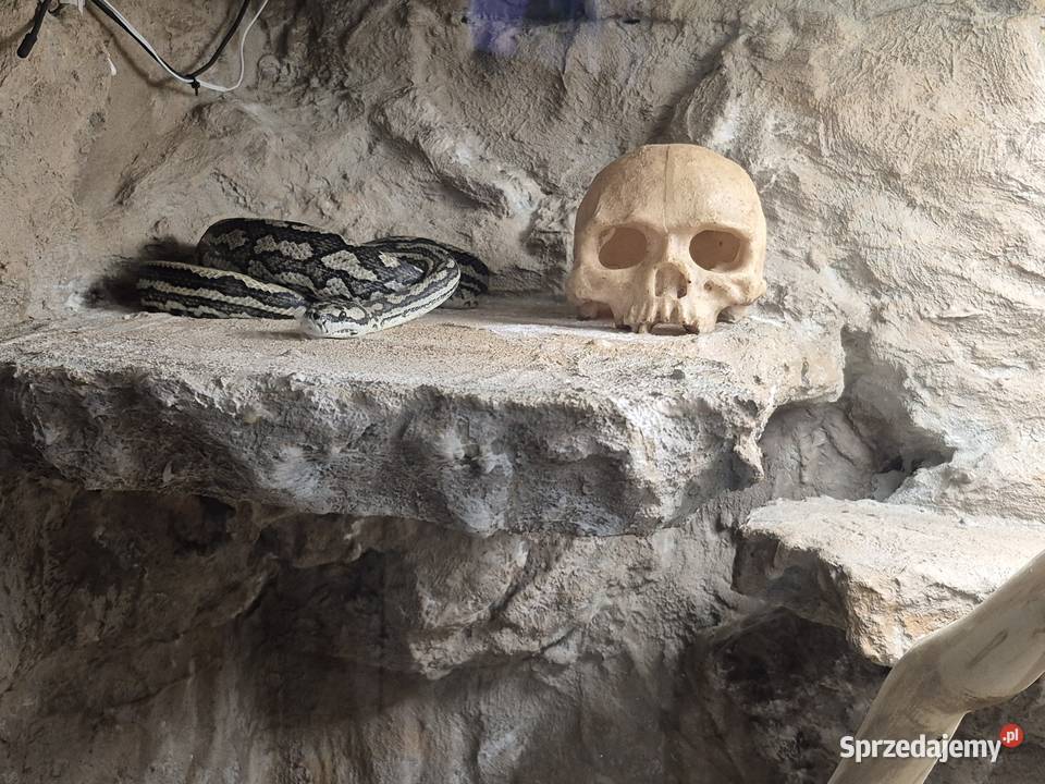 Sprzedam weza razem z terrarium Poznań