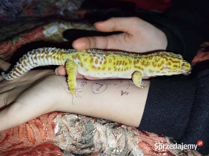 Gekon Lamparci dolnośląskie Wałbrzych