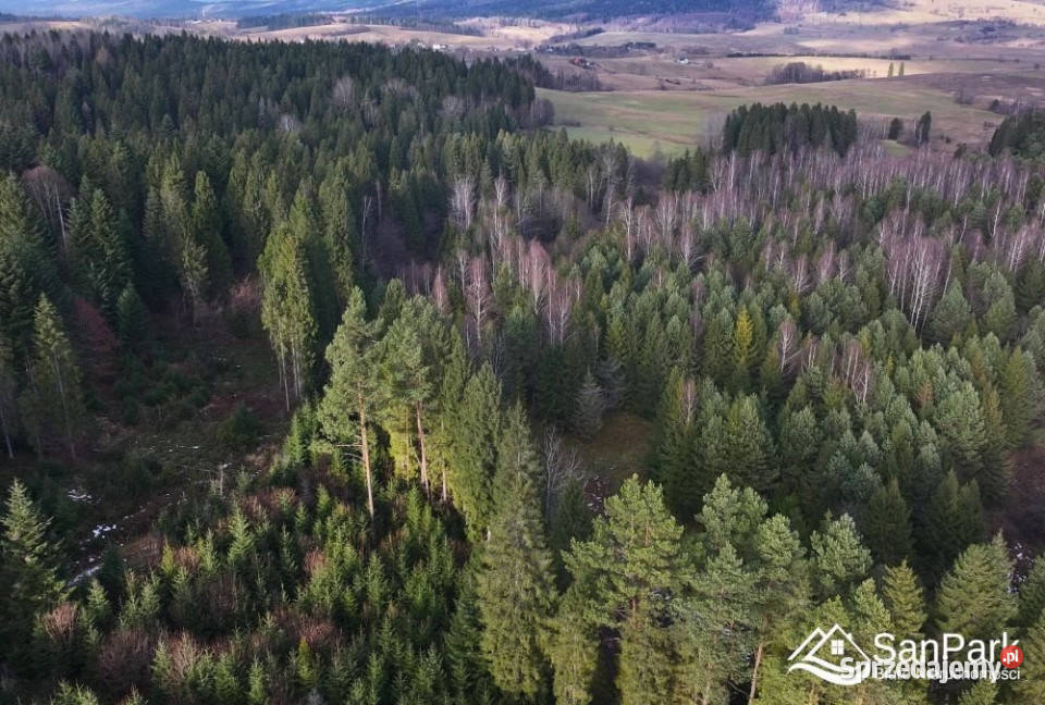 Działka Czarna 11400m2 8zł/m2