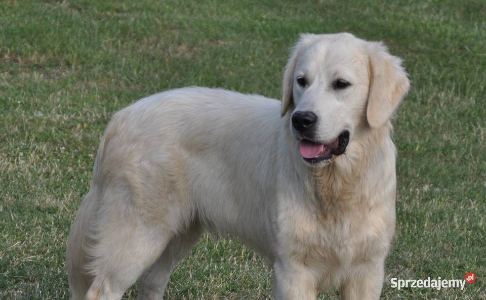 Golden retriever 9 miesięczny piesek Przysucha sprzedam