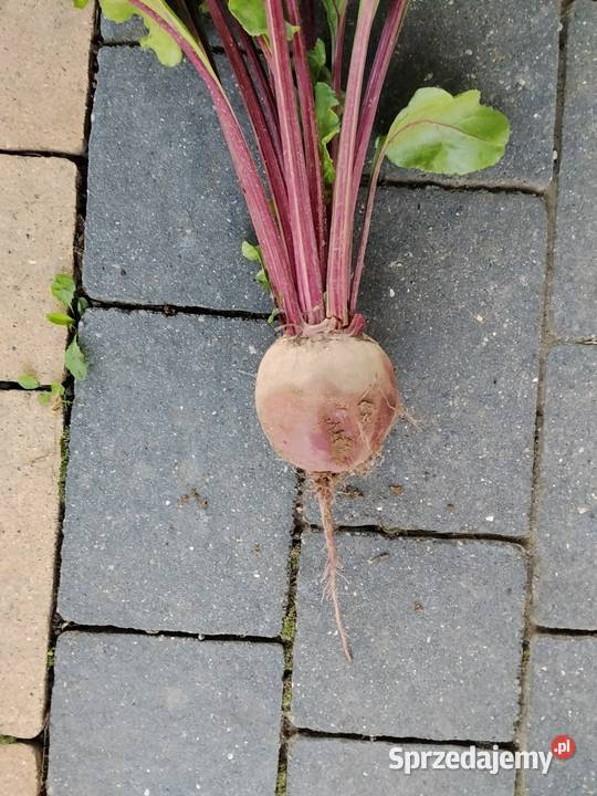 Buraka czerwony ekologiczny łódzkie