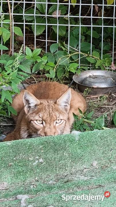 Ryś euroazjatycki Lynx lynx piękny dorosły Pozostałe Katowice