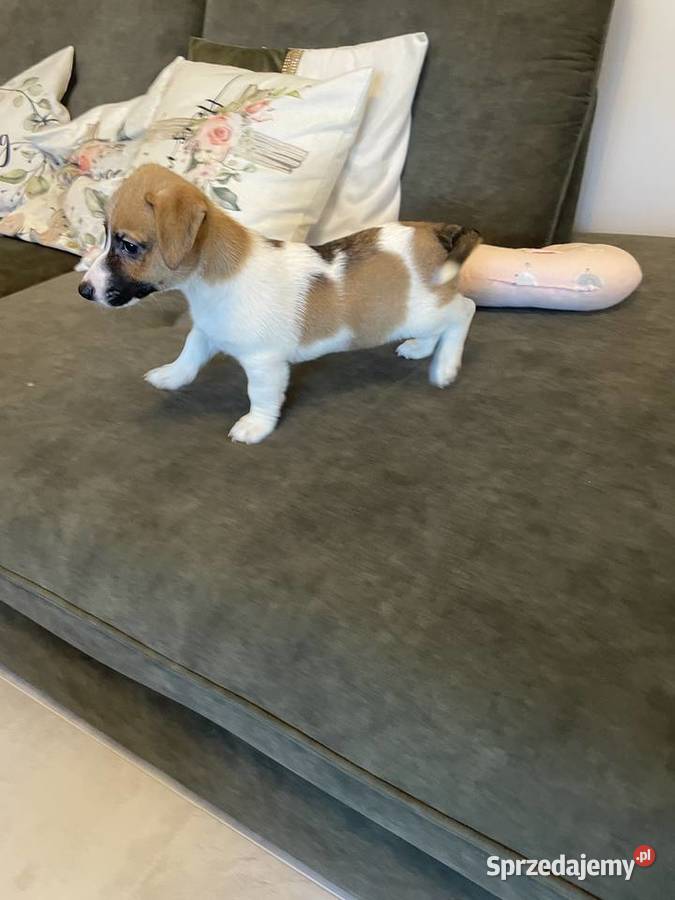 Jack Russell Terrier szczeniaczki Częstochowa